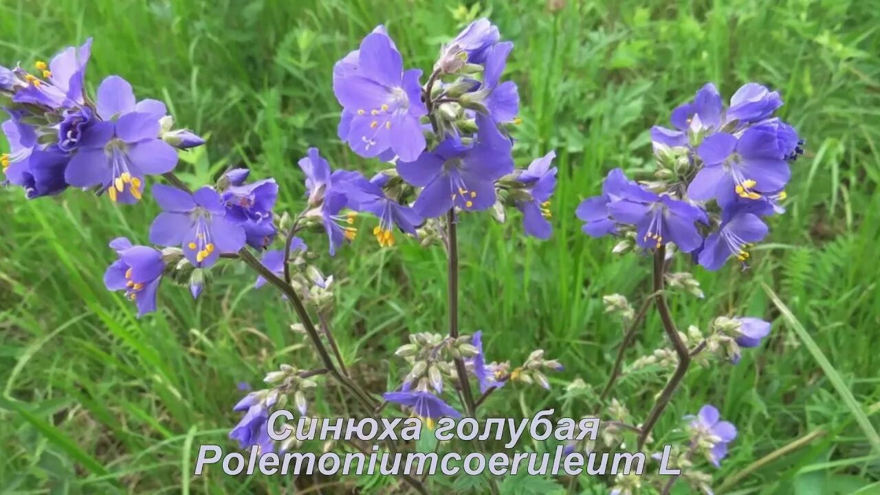 Растение синюха голубая фото. Синюха голубая (polemonium caeruleum). Синюха ползучая. Синюха голубая. Цветок синюха голубая.