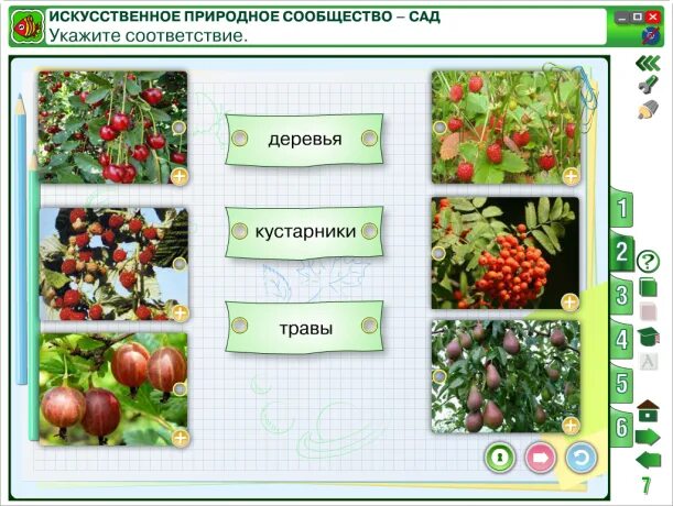 Растительное сообщество сад. Окружающий мир в саду. Природное сообщество сад. Рассказ о сообществе сад. Природное сообщество сад растения.