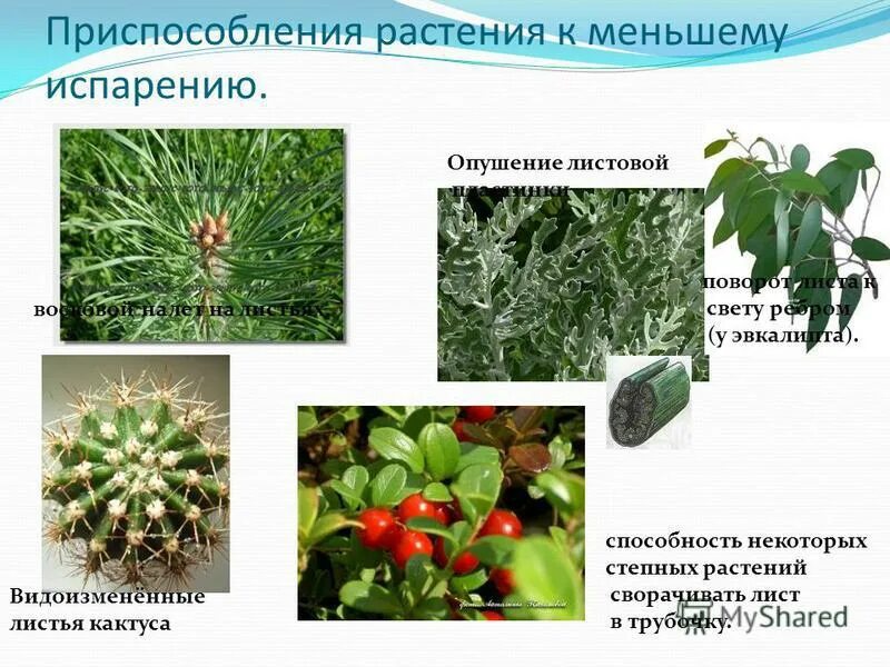 видоизмененные листья кактуса. опунция видоизменение листьев. видоизменения листьев. опунция видоизменение листьев. кактус видоизменение листьев.