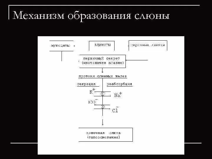 Механизм слюны. Механизм образования слюны. Этапы образования слюны. Фазы образования слюны. Механизм образования ротовой жидкости.