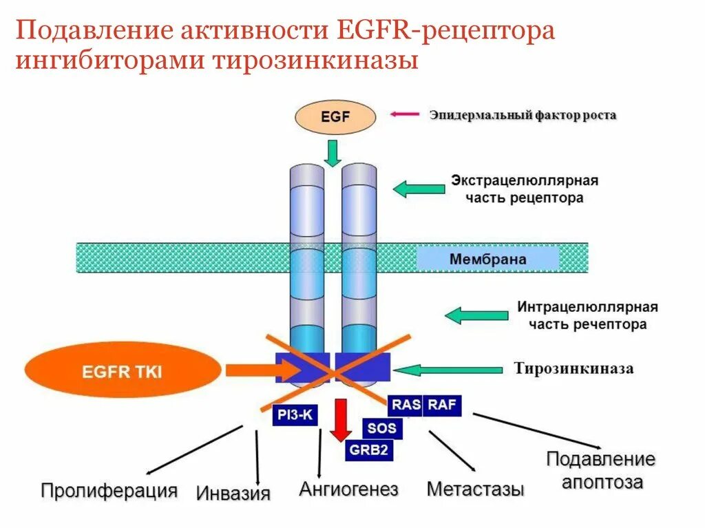 EGFR тирозинкиназа. Ингибитор BCR-ABL-тирозинкиназы. Ингибиторы тирозинкиназ EGFR. Ингибиторы тирозинкиназы препараты классификация. Ингибиторы рака