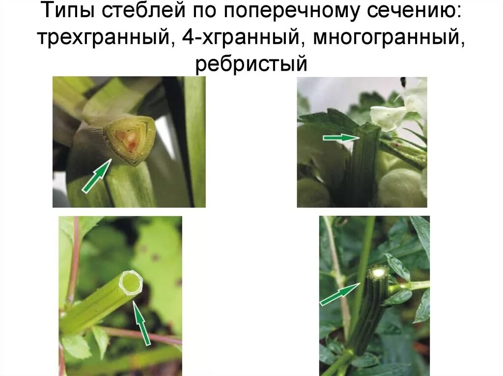 Контрольная работа по биологии за I полугодие (6 класс)
