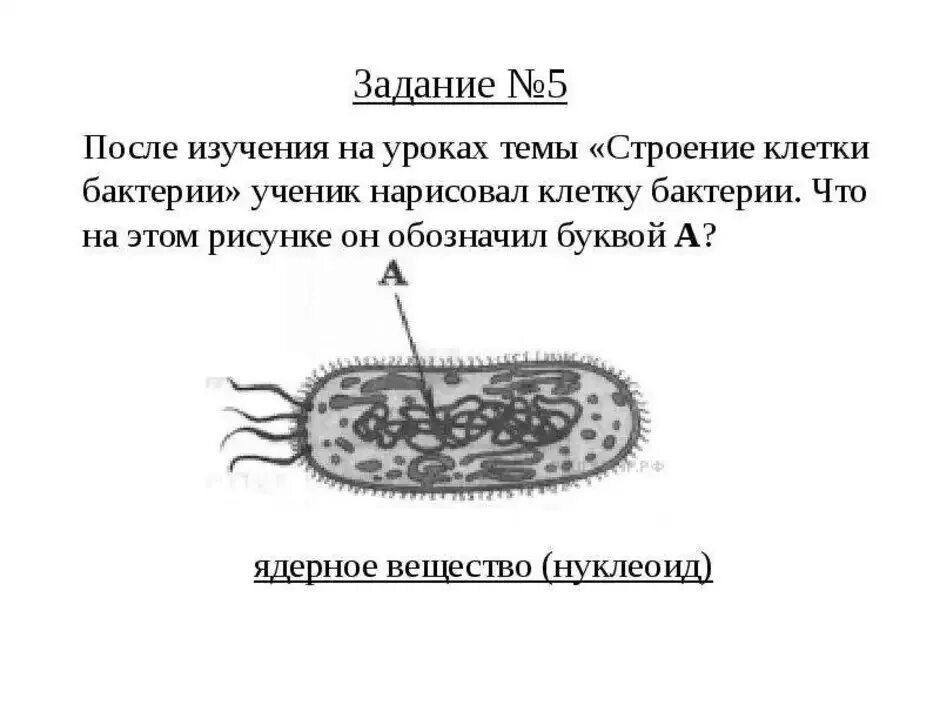 Контрольная работа по теме бактерии. Рисунок бактериальной клетки 5 класс биология. структура бактериальной клетки задание. задание по теме строение бактериальной клетки. ядерное вещество бактериальной клетки.