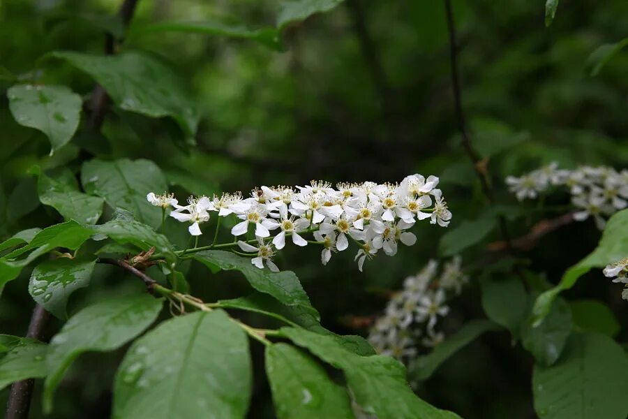 Черемуха и липа. Крестоцветные соцветие метелка. Простой лист у черемухи рябины гороха картофеля. Черемуха в петрозаводске. Простой лист у черемухи рябины гороха картофеля.