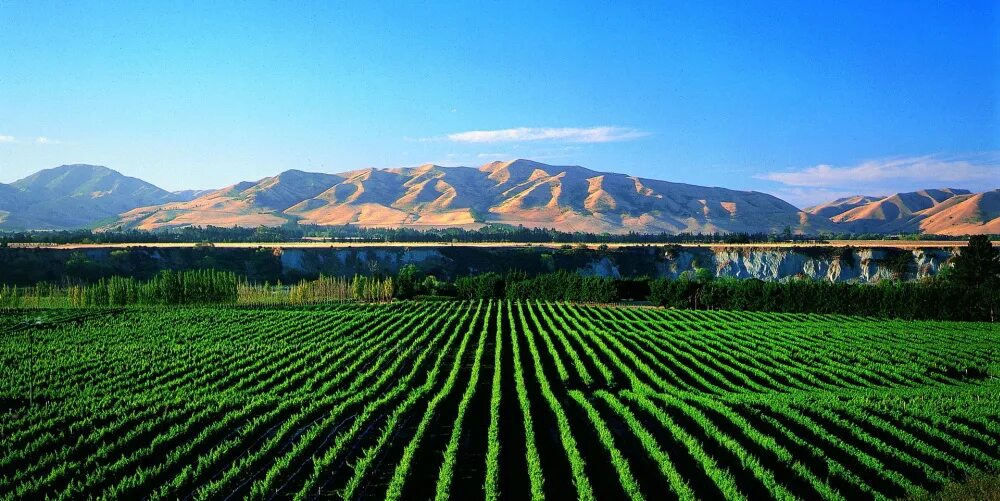 «тасмания : терруар, виноградники. новая зеландия агрокультура. новая зеландия агрокультура. новая зеландия население и хозяйство. новая зеландия равнины.