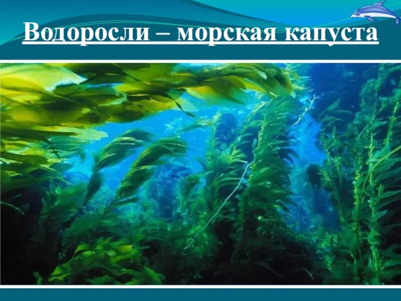 Главный признак низших растений. Низшие водоросли. Низшие растения. Низшие растения отделы водоросли. Картинки низших растений.