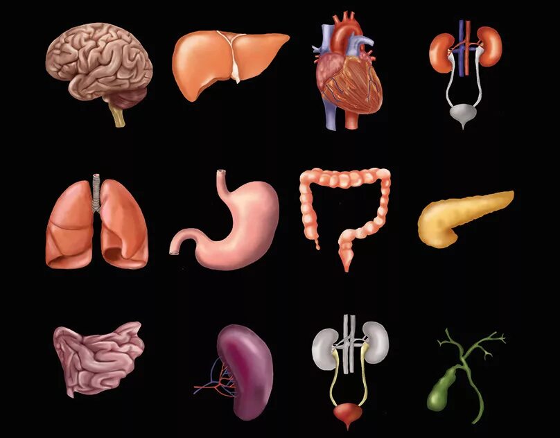 Human organs. Внутренние органы человека по отдельности. Макет человека с органами. Здоровые органы для фотошопа.