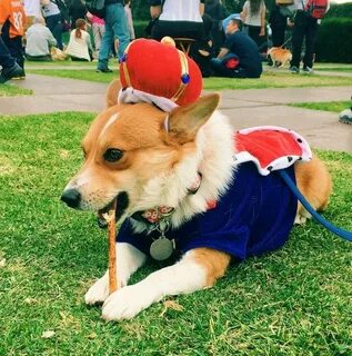 Royal dog