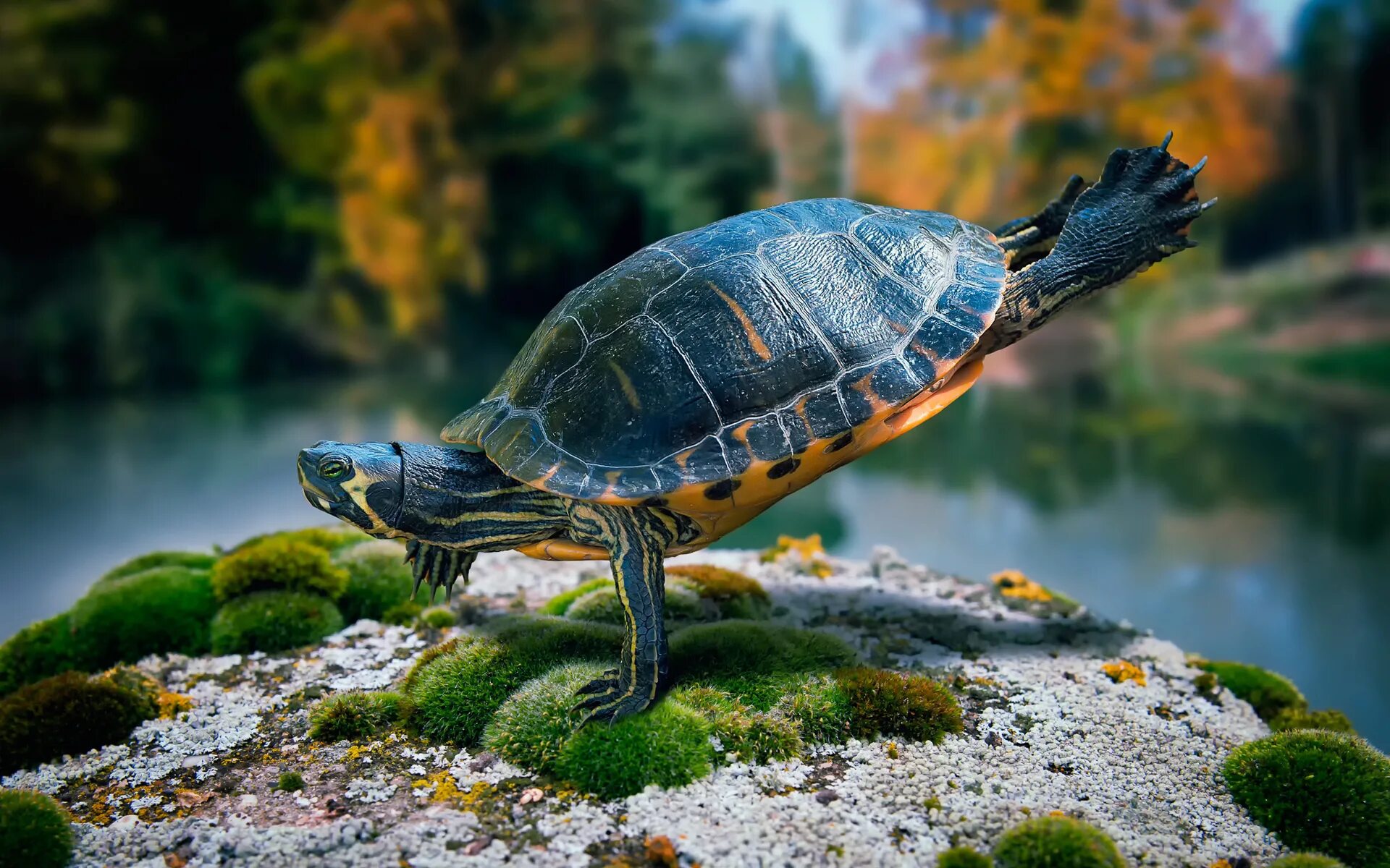 Turtle x. Каспийская красноухая черепаха. Красноухая Речная черепаха. Красноухая Болотная черепаха. Американские Пресноводные черепахи.