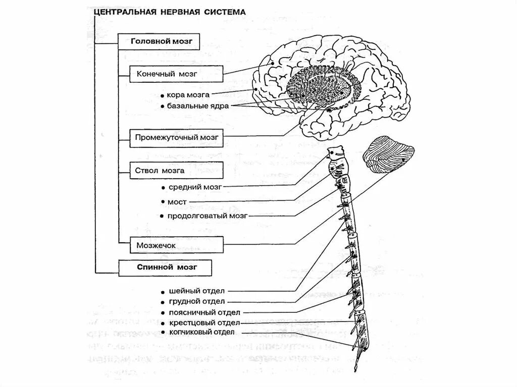 Строение головного мозга схема нервная система. Схема строения центральной нервной системы человека. Схема ЦНС центральной нервной системы. Общий план строения ЦНС головной и спинной мозг. Изображенная на рисунке структура участвует