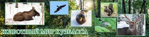 Кемеровская область животный мир