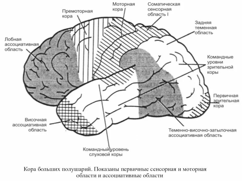 Ассоциативные зоны коры больших. Сенсорные, моторные, ассоциативные области коры больших полушарий.. Двигательные отделы коры больших полушарий. Премоторная зона лобной доли. Премоторные зоны полушарий головного мозга.