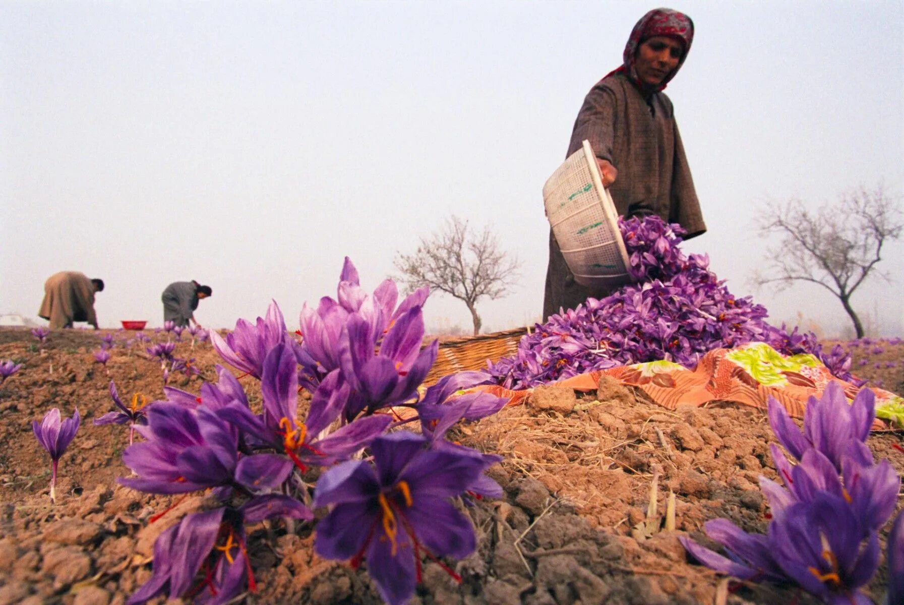 Шафран специя Крокус. Шафран Иран поле. Шафран посевной. Шафран цветы Иран.