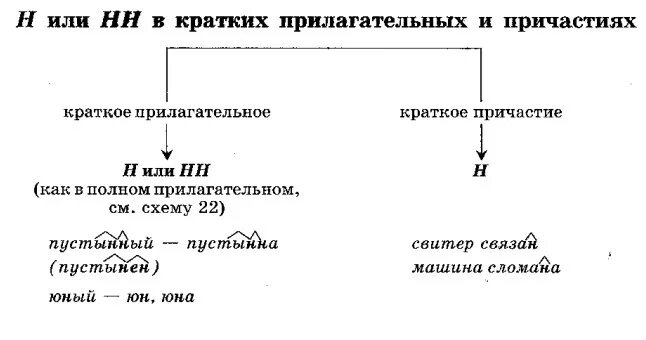 Хвойный краткое прилагательное. Правописание кратких прилагательных. Правописание кратких прилагательных с не. Правописание не с краткими прилагательными и причастиями. Краткое прилагательное с не.