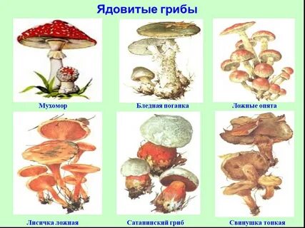 Несъедобные грибы ответы