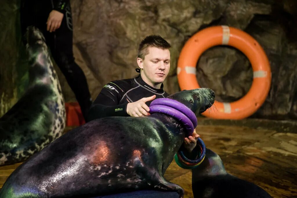 Шоу морских котиков во владимире. Океанариум санкт-петербург тюлени. океанариум спб тюлени. животные океанариума. тренировка морских котиков в океанариуме.