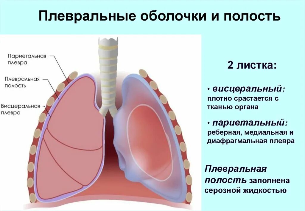 Легкие покрыты снаружи оболочкой. Легочная плевра анатомия. Плевра pleura. Плевральные синусы анатомия. Висцеральная и париетальная плевра.