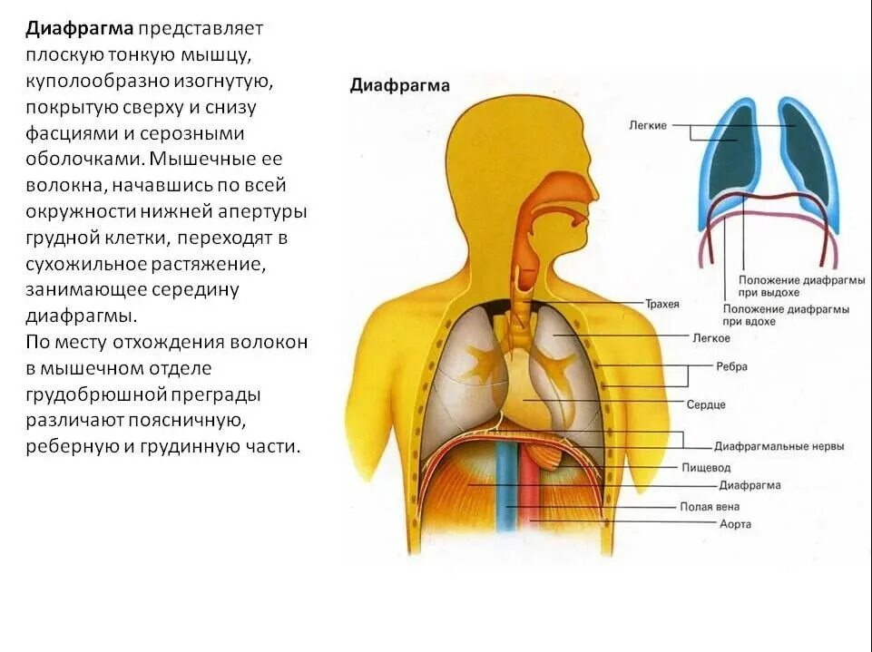 Выполняет функцию диафрагмы. Строение тела человека диафрагма. Диафрагма расположение анатомия. Диафрагма дыхание анатомия. Расположение диафрагмы у человека.