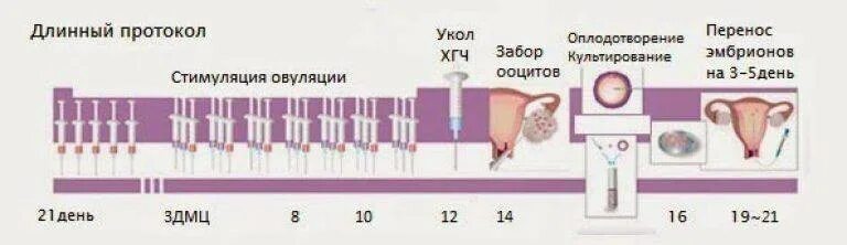 Сколько раз делали эко. Длинный протокол эко по дням. длинный протокол стимуляции овуляции. протокол стимуляции овуляции для эко. протоколы эко схемы.