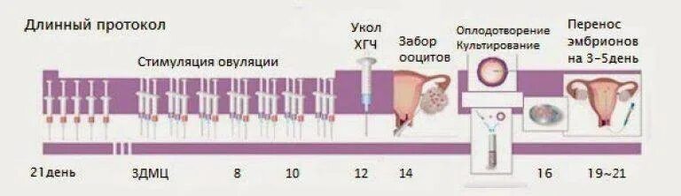 Когда можно делать эко после. Длинный протокол эко по дням. Длинный протокол стимуляции овуляции. Протокол стимуляции овуляции для эко. Протоколы эко схемы.