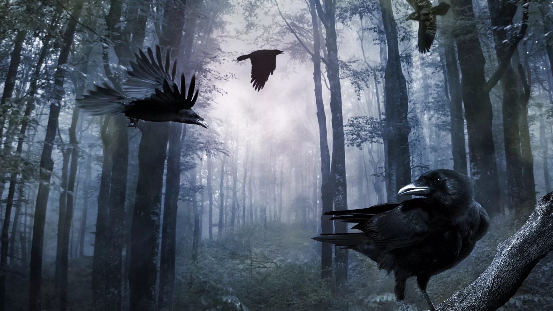 Черный ворон в лесу. Таежный ворон. Ворон на фоне леса. Ворон на ветке. Ворона в лесу.