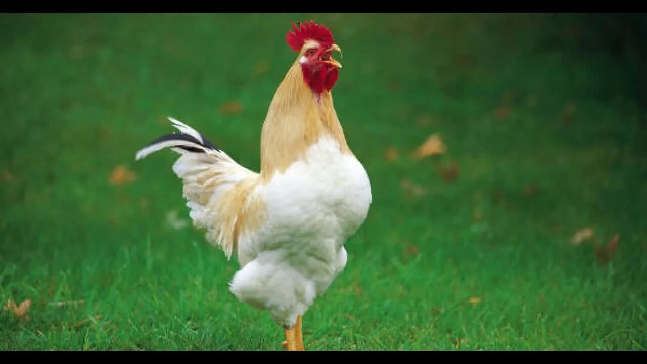 Курица безмозглая. Бешеная курица. Куры бегут. Мем кура. Курица улыбается.