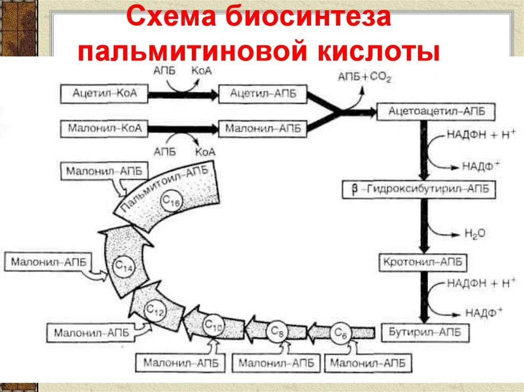 Синтез пальмитиновой кислоты. Схема биосинтеза пальмитиновой кислоты. Схему бета-окисления пальмитиновой кислоты. Синтез пальмитиновой кислоты из малонил КОА. Первый цикл синтеза пальмитиновой кислоты.