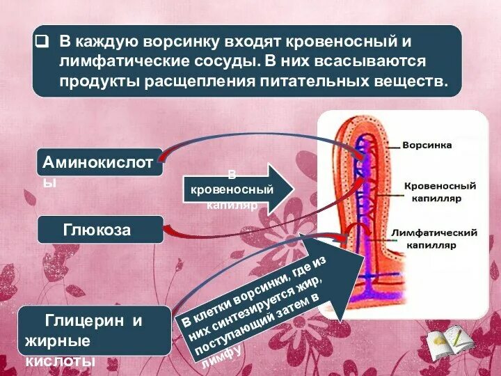 Основное всасывание веществ происходит. Всасывание питательных веществ ворсинками происходит в. кровеносные и лимфатические сосуды пищеварение. в лимфатические сосуды ворсинок всасываются. основное всасывание питательных веществ.