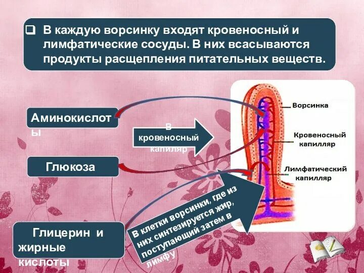 Всасывание ворсинками тонкого кишечника. Всасывание питательных веществ ворсинками происходит в. Кровеносные и лимфатические сосуды пищеварение. Кишечник ворсинки всасывание. В лимфатические сосуды ворсинок всасываются.