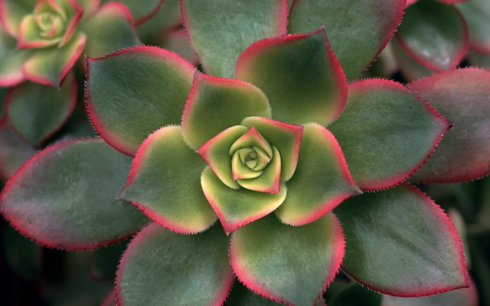 Цвет с толстыми листьями. Каланхоэ Спайдер Грин. Kalanchoe delagoensis. Kalanchoe arborescens. Каланхоэ суккулент Эстетика.