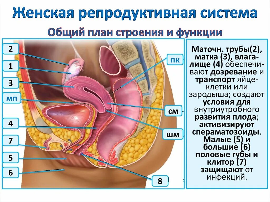строение человека половая/система анатомия женщина. строение репродуктивной системы женщины. женская половая/система строение. анатомия репродуктивной системы женщины. анатомия и физиология репродуктивной системы женщины.