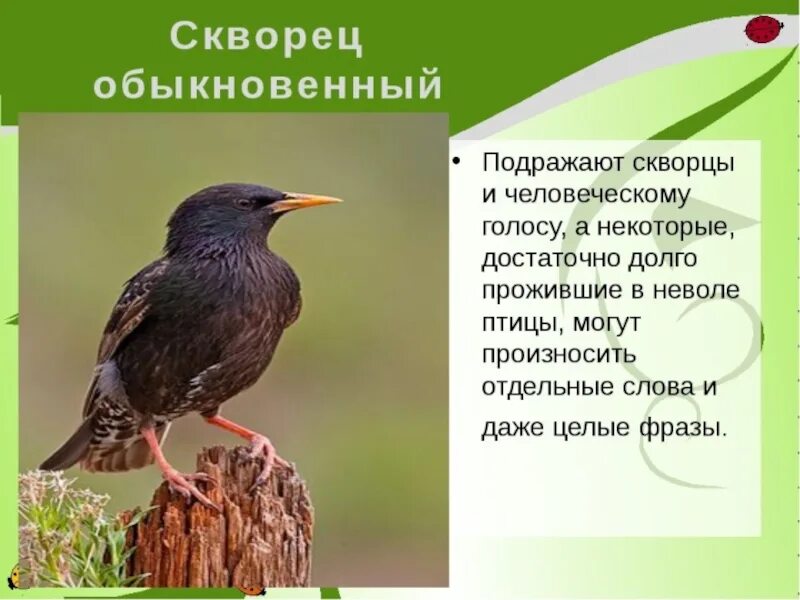 Скворец описание. Скворец птица описание. Скворец краткое описание. Какие птицы умеют подражать человеческому голосу.