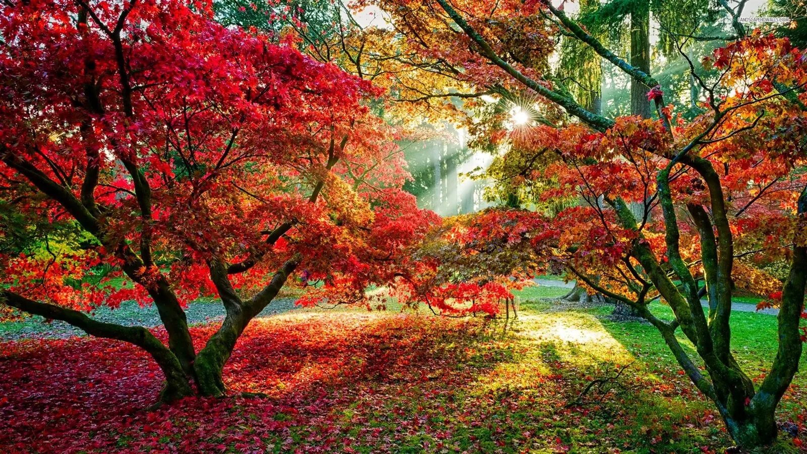 Яркая осень. Яркая природа. Яркие краски природы. Осенний пейзаж.