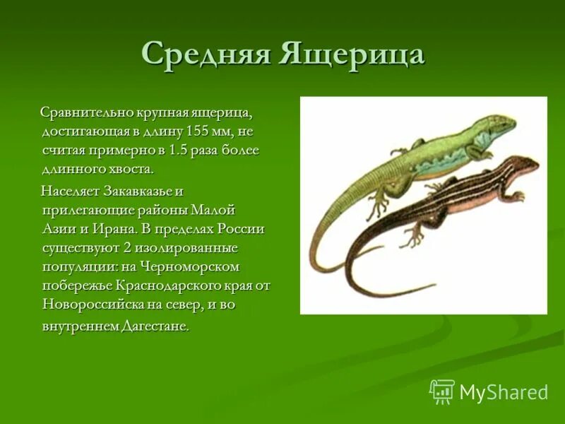 Ящерица основа слова. Кавказская прыткая ящерица. прыткая ящерица обыкновенный тритон. доклад про ящерицу. презентация на тему ящерицы.