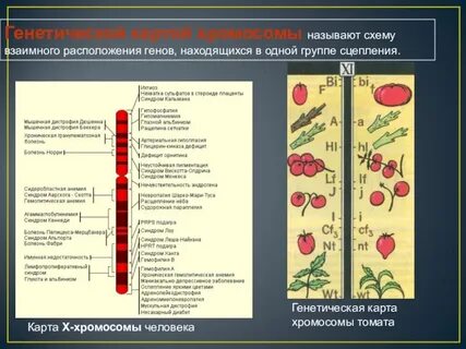 Где на практике используют генетические карты хромосом