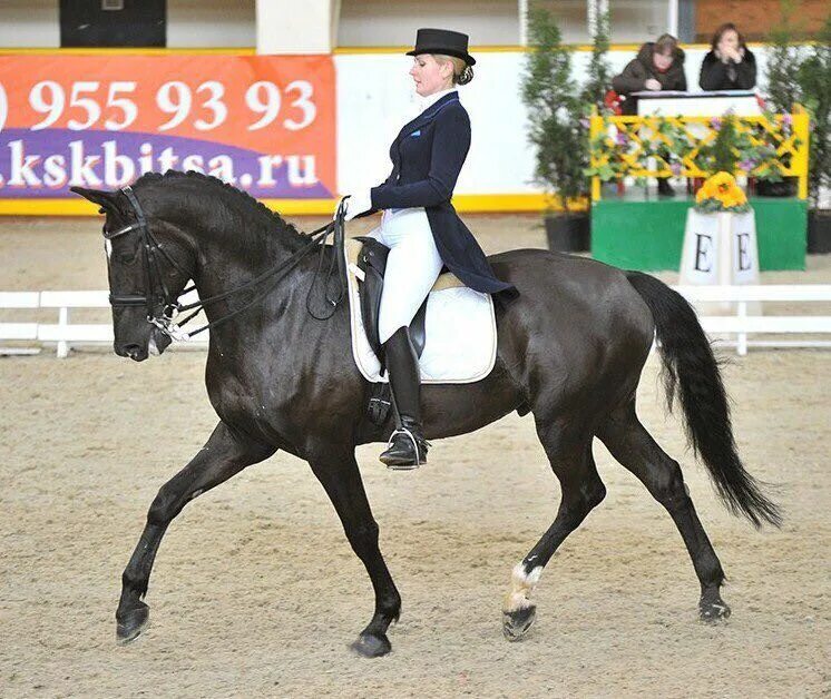 институт физкультуры конный спорт. институт физкультуры конный спорт. анна гусейнова образование. анна брусилова конный спорт. кавалетти конный спорт.