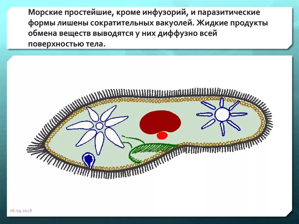 Какие вакуоли у инфузории туфельки. Сократительная вакуоль инфузории. Инфузория туфелька сократительная вакуоль. Выделительная система инфузории. Выделение инфузории туфельки.