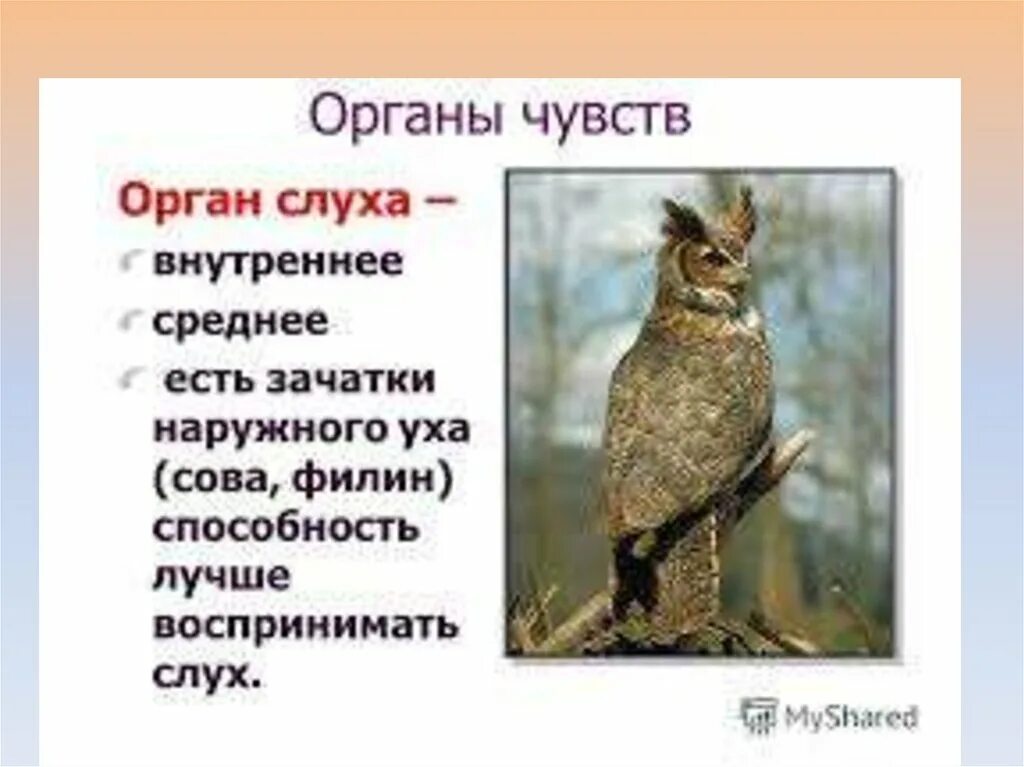 Развитые органы чувств у птиц. Органы чувств птиц. Класс птицы органы чувств. Строение органов чувств у птиц. Органы чувств птиц кратко.