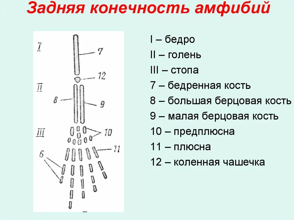 Рассмотрите задние конечности птиц большинство костей стопы. Задняя конечность амфибии. Строение задних конечностей земноводных. Строение конечностей амфибий. Пояс задних конечностей у земноводных.