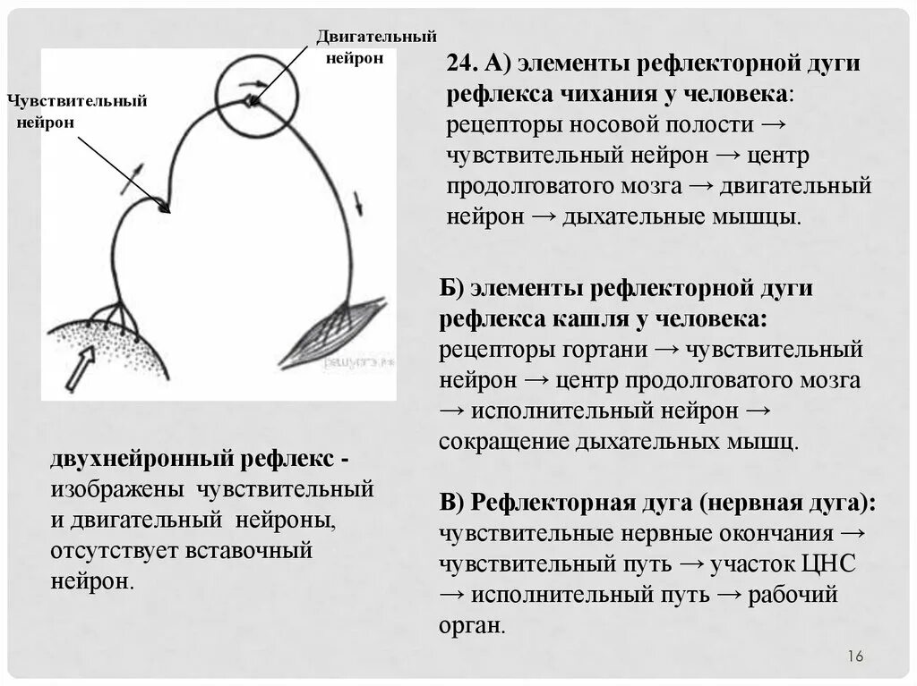 Рефлекторная дуга чихания. Элементы рефлекторной дуги рефлекса чихания у человека. Двухнейронный рефлекс. Рефлекторная дуга рефлекса чихания у человека.