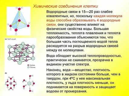 Органические и неорганические свойства клетки