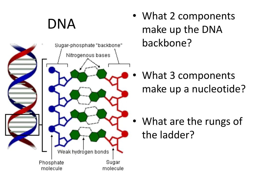 DNA components. What DNA. What are DNA. ДНК Ladder.