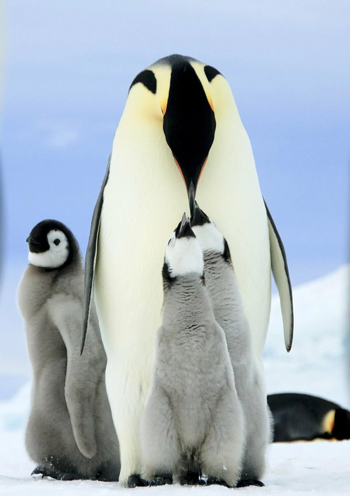Императорский Пингвин в Антарктиде. Антарктический Императорский Пингвин. Птенец Императорского пингвина. Королевский Пингвин в Антарктиде. Emperor penguin