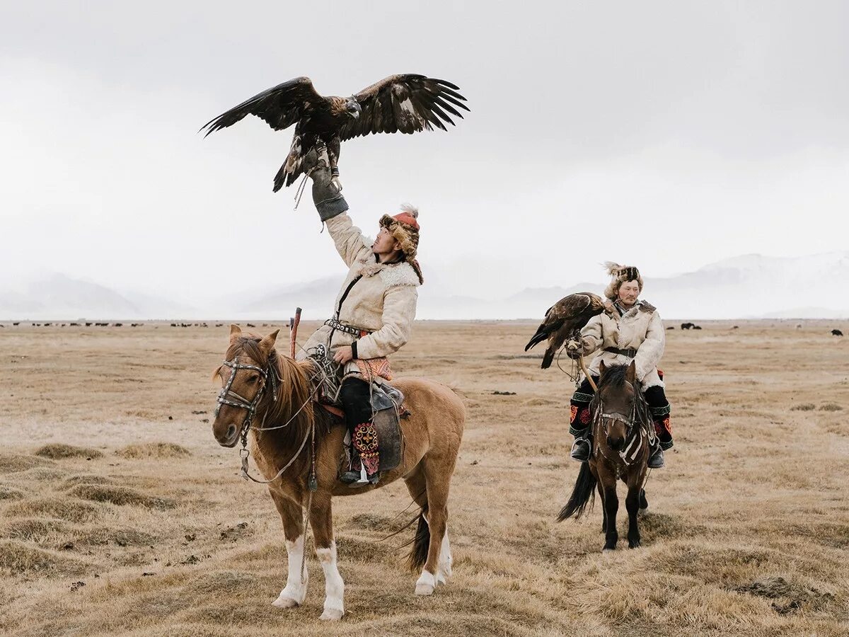 соколиная охота в монголии. монголия охота с беркутом. охотники кочевники. охотники кочевники. даниил коржонов монголия беркутчи.