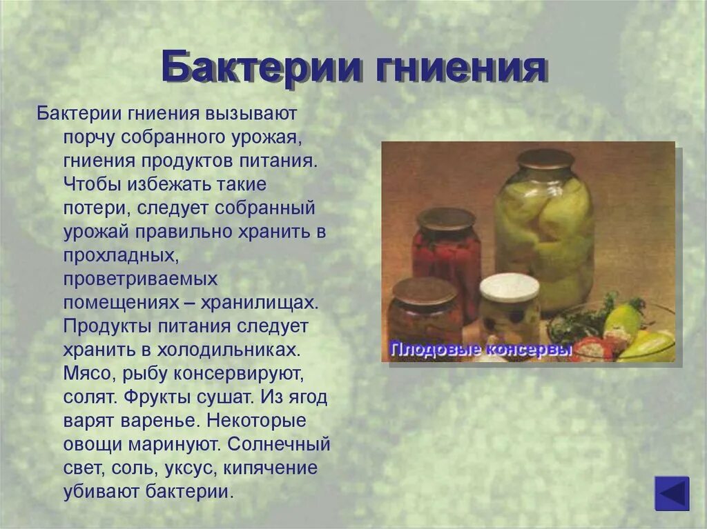 Грибы вызывающие порчу продуктов питания. Бактерии гниения. Бактерии гниения сообщение. Гниение продуктов. Бактерии гниения и брожения.