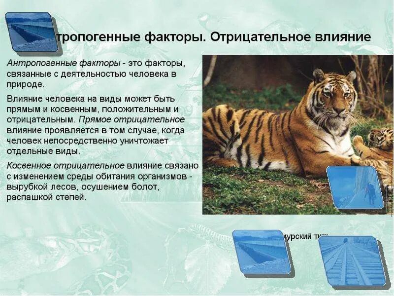 Антропогенное влияние на животных. Антропогенные факторы. антропогенные факторы воздействия на животных. факторы влияющие на природу. влияние антропогенных факторов.