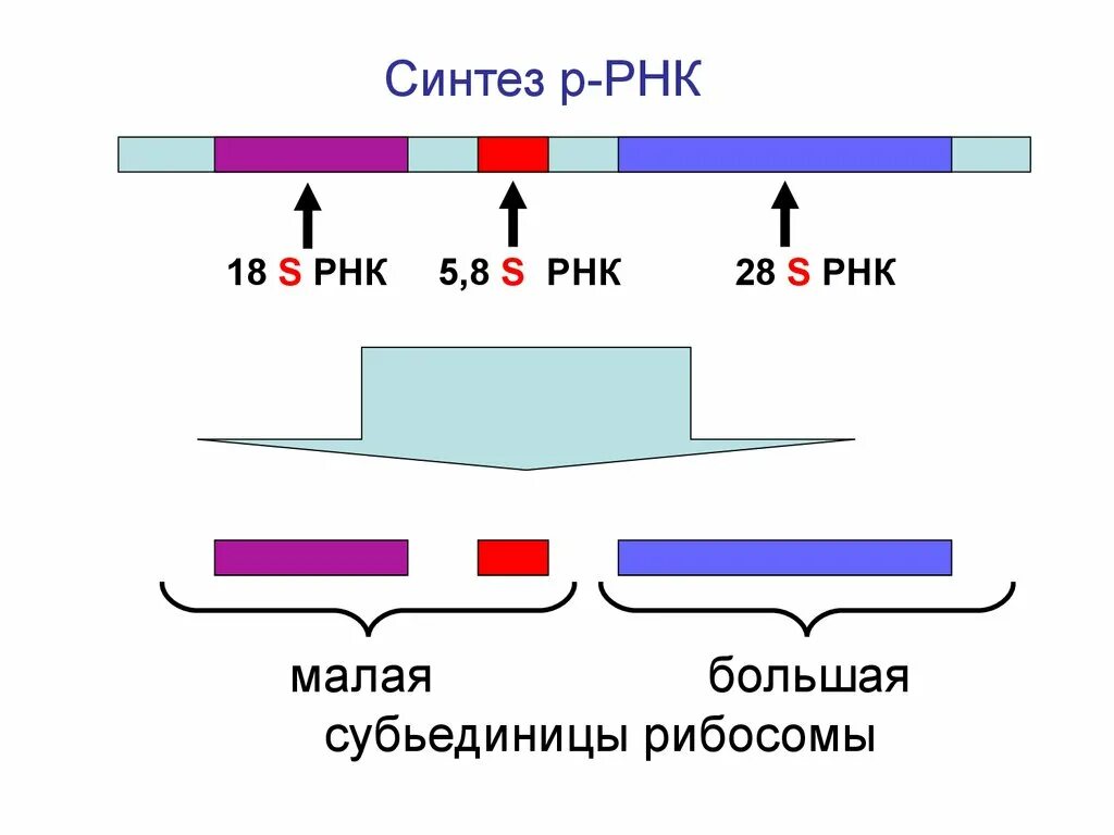 Синтез рибосомальной РНК. Синтез рибосомальной РНК (РРНК). 18s РРНК. Процессинг Гена РНК.