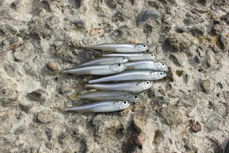 амурский троегуб трегубка. елец рыба. малек уклейки.