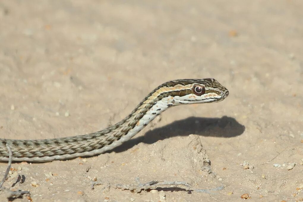 Змей казахстана. Psammophis lineolatus. Змея стрела в Казахстане. Среднеазиатские змея стрела. Среднеазиатская змея стрелка.