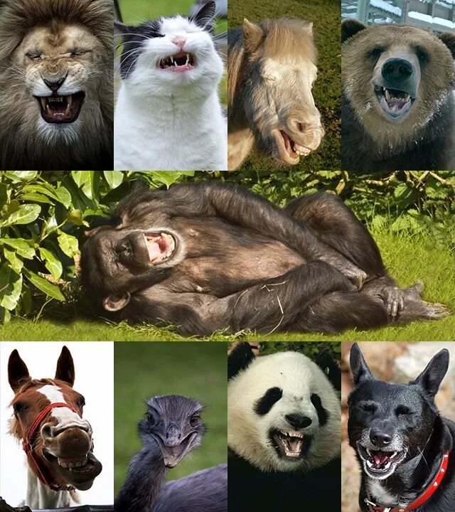 У животных много своей непонятной. Эмоции животных. Животные смеются. Эмоции животных в рисунках и фотографиях. Эмоции на мордах животных.